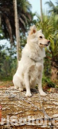 Japanese Spitz